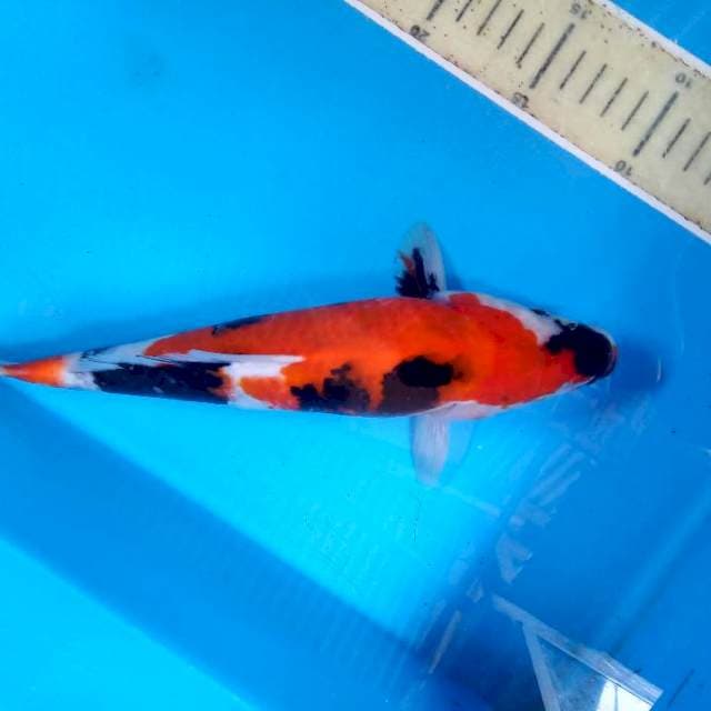 Showa sansoku 29bu