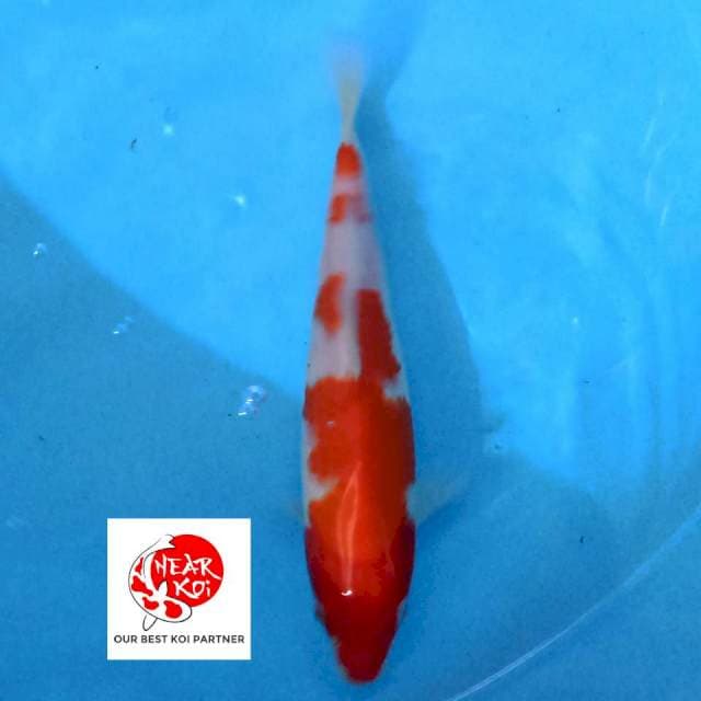 Kohaku 20 cm