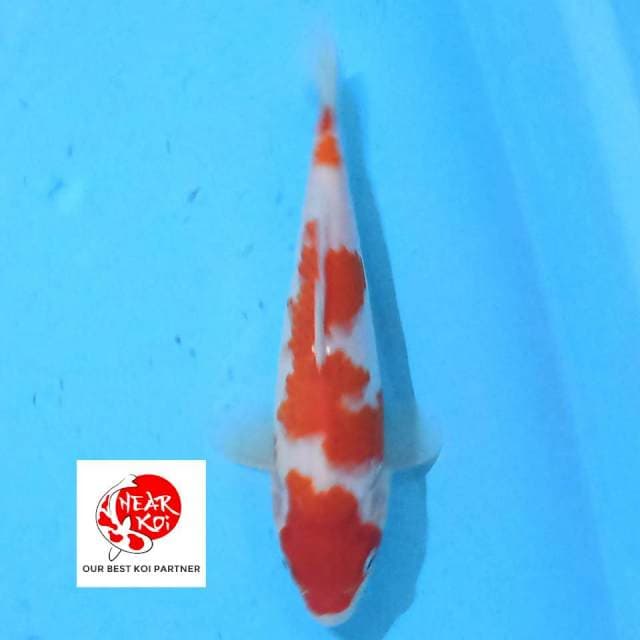Kohaku 19 cm