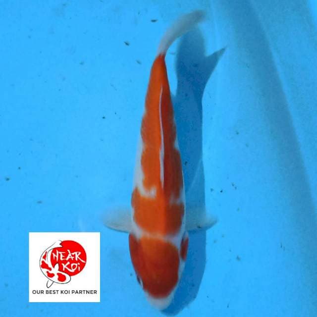 Kohaku 18 cm