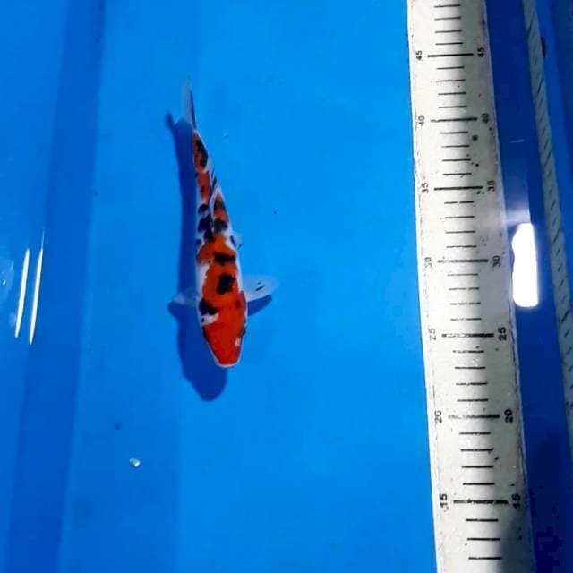 SANKE 20 CM