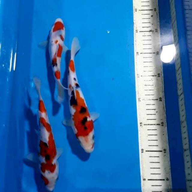 sanke 19 -23cm