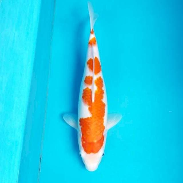 KOHAKU 41 CM FEMALE