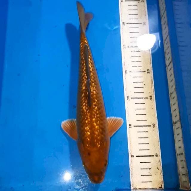 CHAGOI TEMBAGA GINDRIN MALE 30 CM