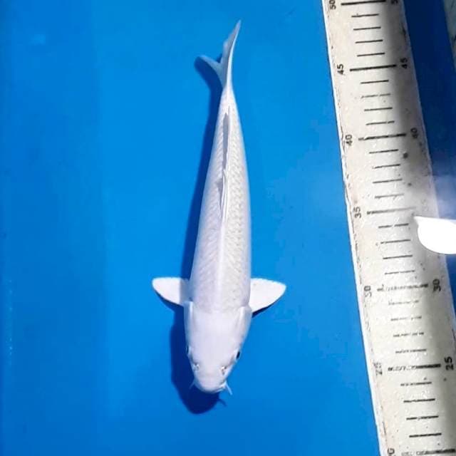 PLATINUM 23 CM