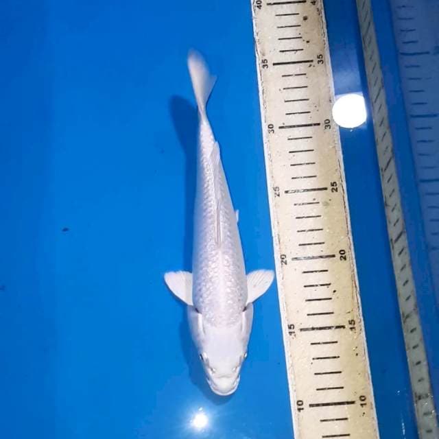 PLATINUM GINDRIN 23 CM