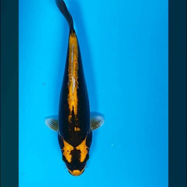 Kabuto 27cm