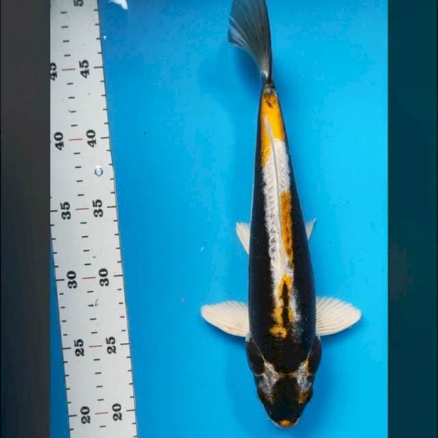 Kabuto 30cm male
