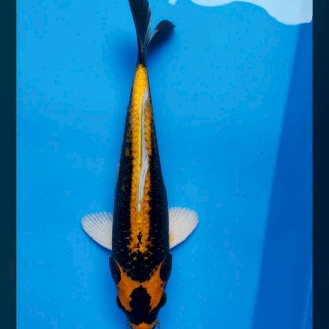 Kabuto sisik 29cm male