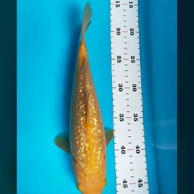 Karashi ginrin 30cm
