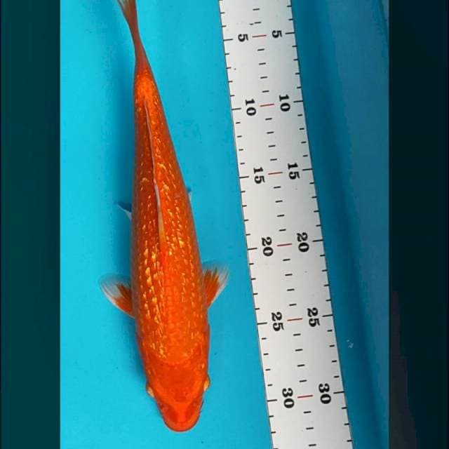 Orenji ginrin 30cm