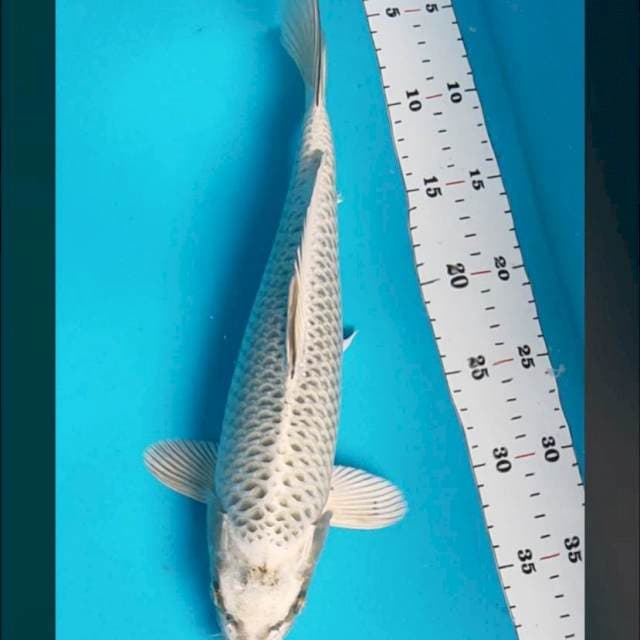 Mukashi strong 33cm