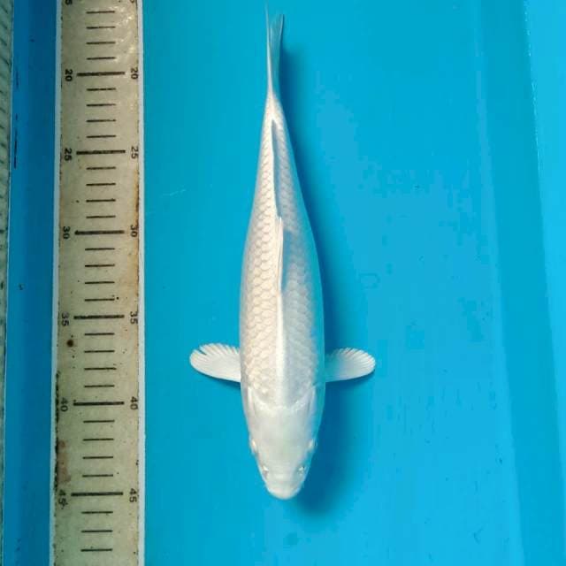 Platinum, 28cm