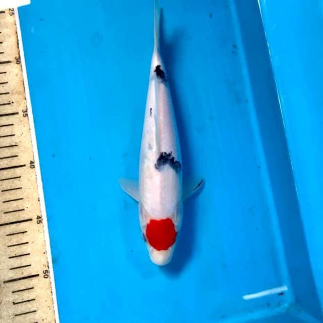 Tancho Sanke, 25 cm
