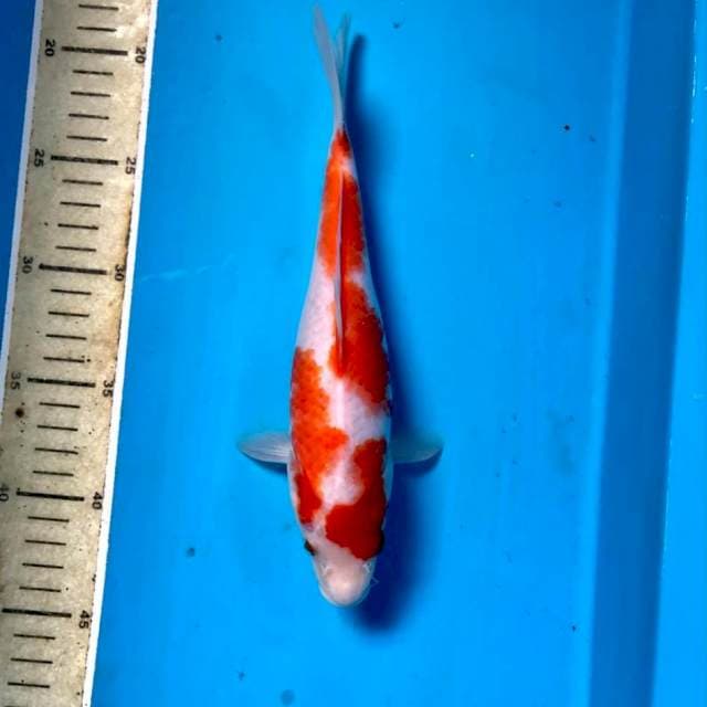 Kohaku, 25 cm