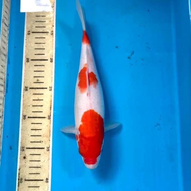 Kohaku, 27 cm