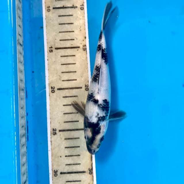 Shiro, 17 cm