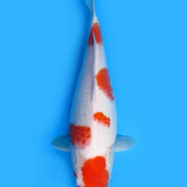 Maruten kohaku 40 cm fml