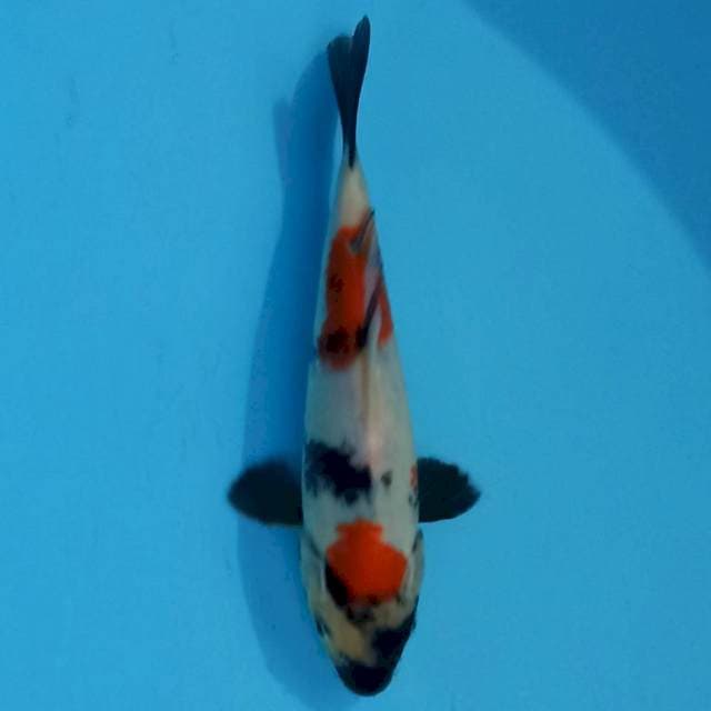 Kindai Showa 20 cm