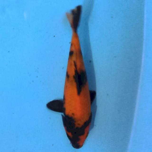 Hi Utsuri 20 cm