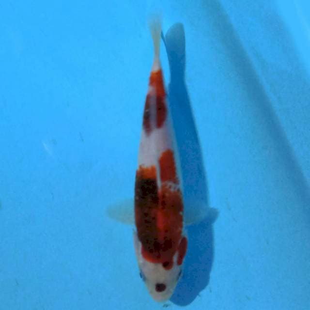 Goromo 17 cm