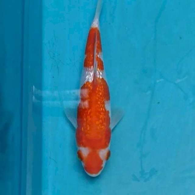 Ginrin Kohaku pola unik 15cm