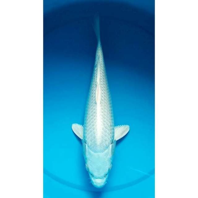 Platinum 31 cm