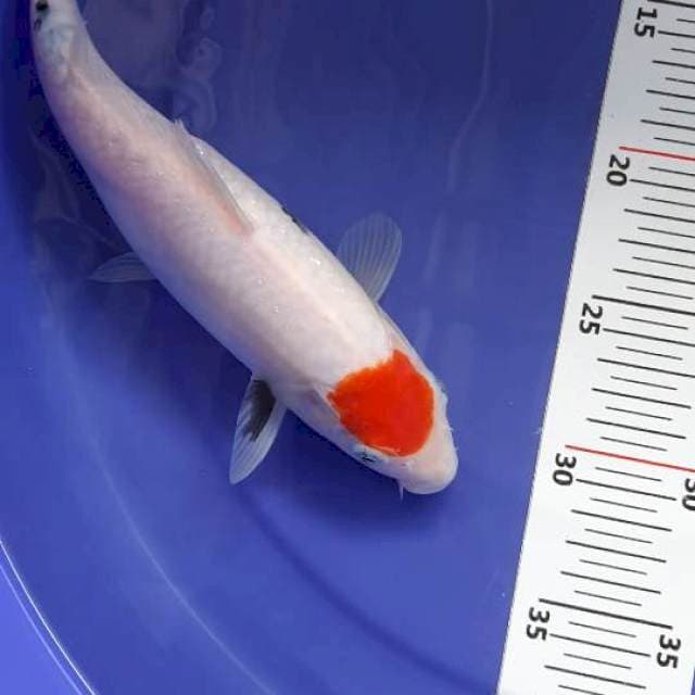 Tancho sanke 27 cm