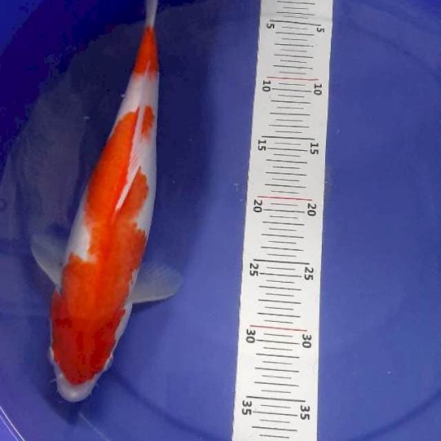Kohaku 34cm