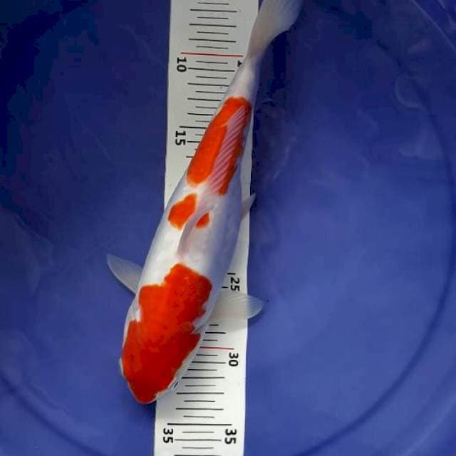 Kohaku doitsu aragoke 28cm