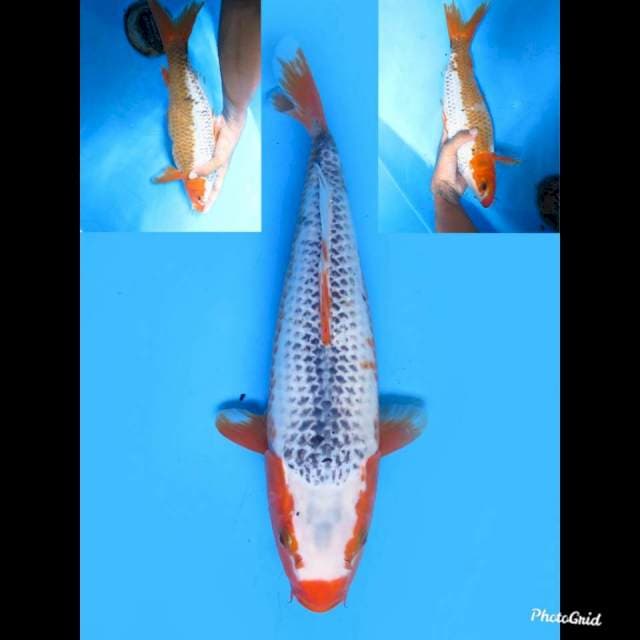Asagi Jumbo Tosai , 34cm