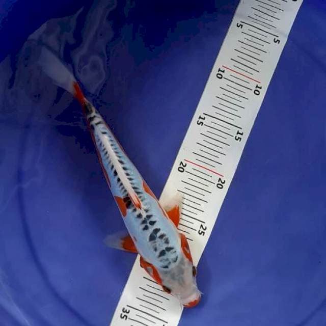 Shusui 26 cm