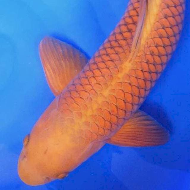 cagoi tembaga