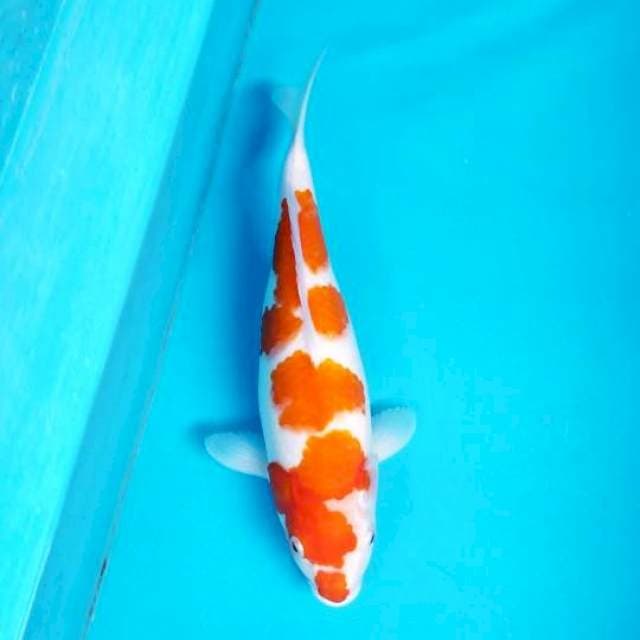 KOHAKU 37 CM