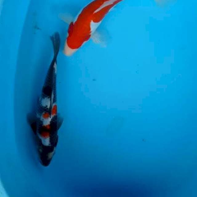 Kohaku.showa