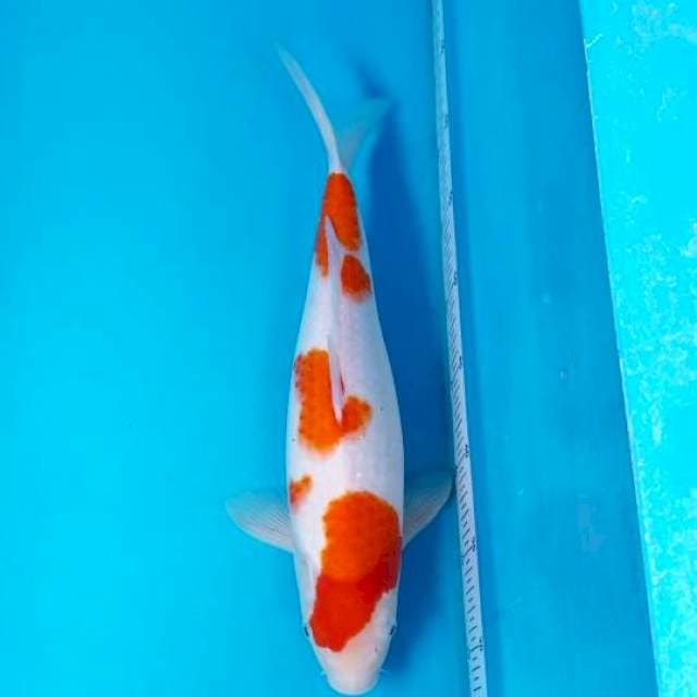 KOHAKU 38 CM