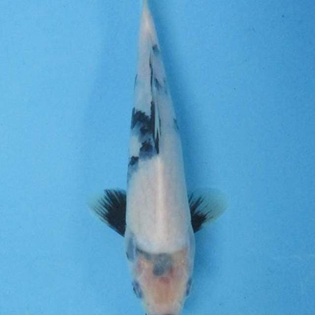 24 cm - Shiro tategoi