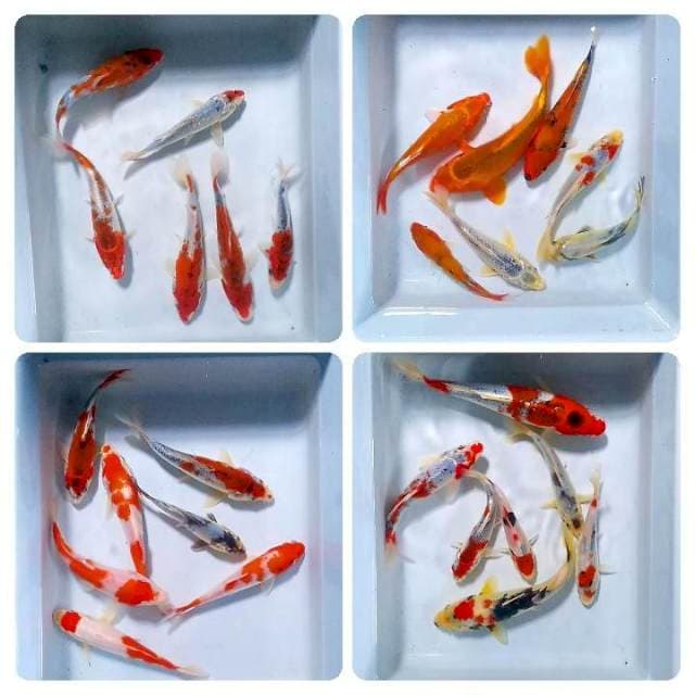 Paket 27ekor 15-22cm
