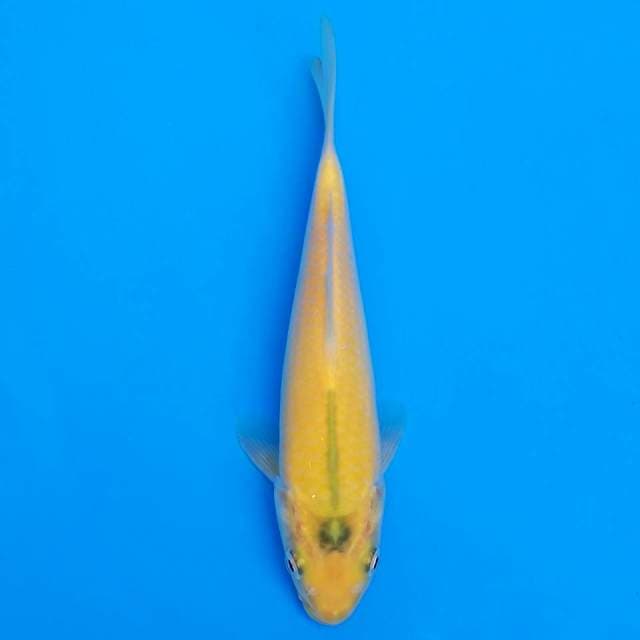 F1 marusei karashi 18cm
