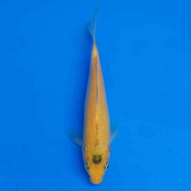 F1 marusei karashi 19cm