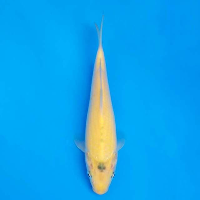 F1 marusei karashi 18cm