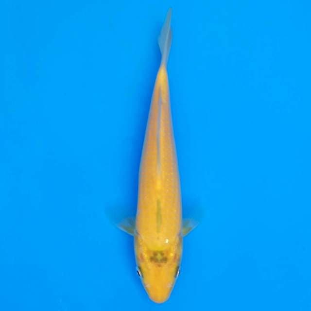 F1 marusei karashi 19cm