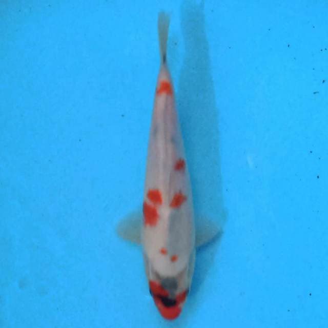 Kindai Showa 24 cm