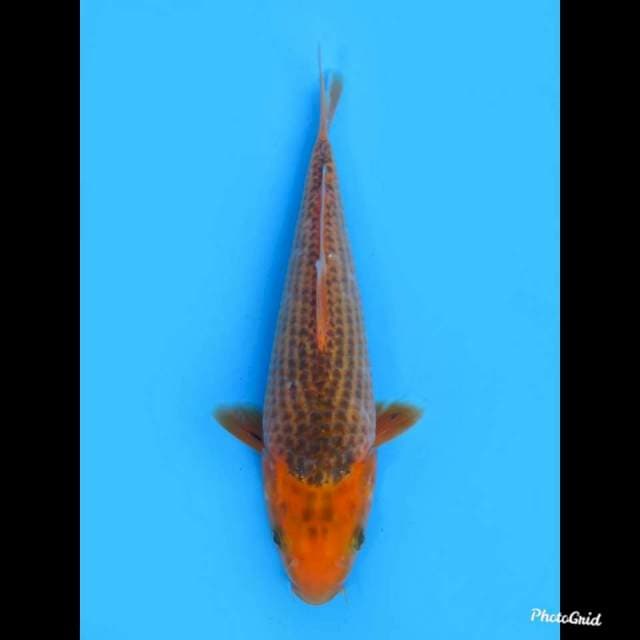 Matsuba , 29cm