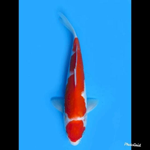Red Kohaku , 24cm