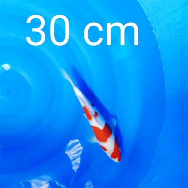 Kohaku 30 cm