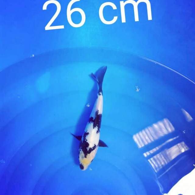 Shiro 26 cm