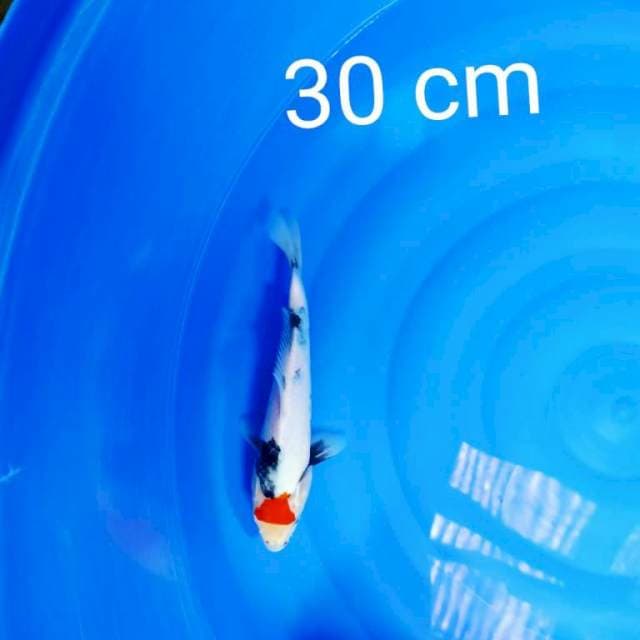 Tc showa 30 cm