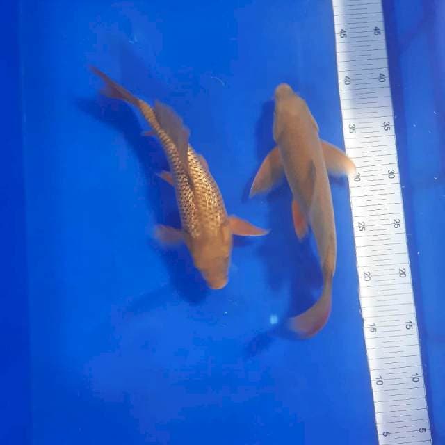 Male dan vemale midori sleyer 25-26