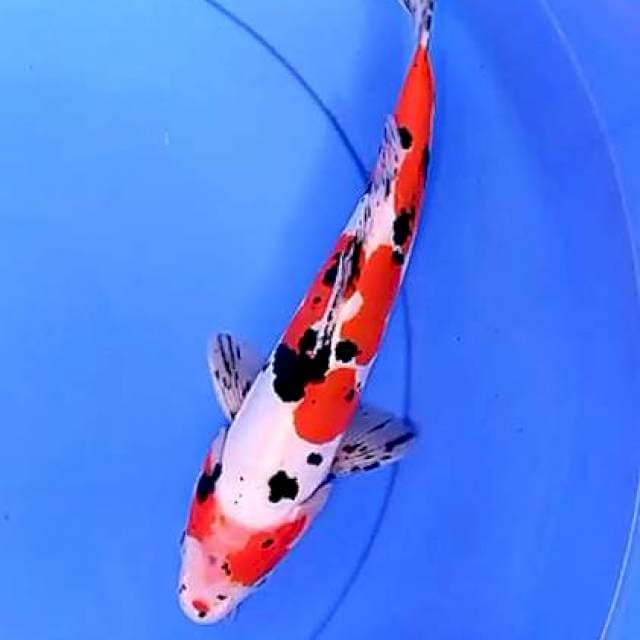 Doitsu sanke 30 cm